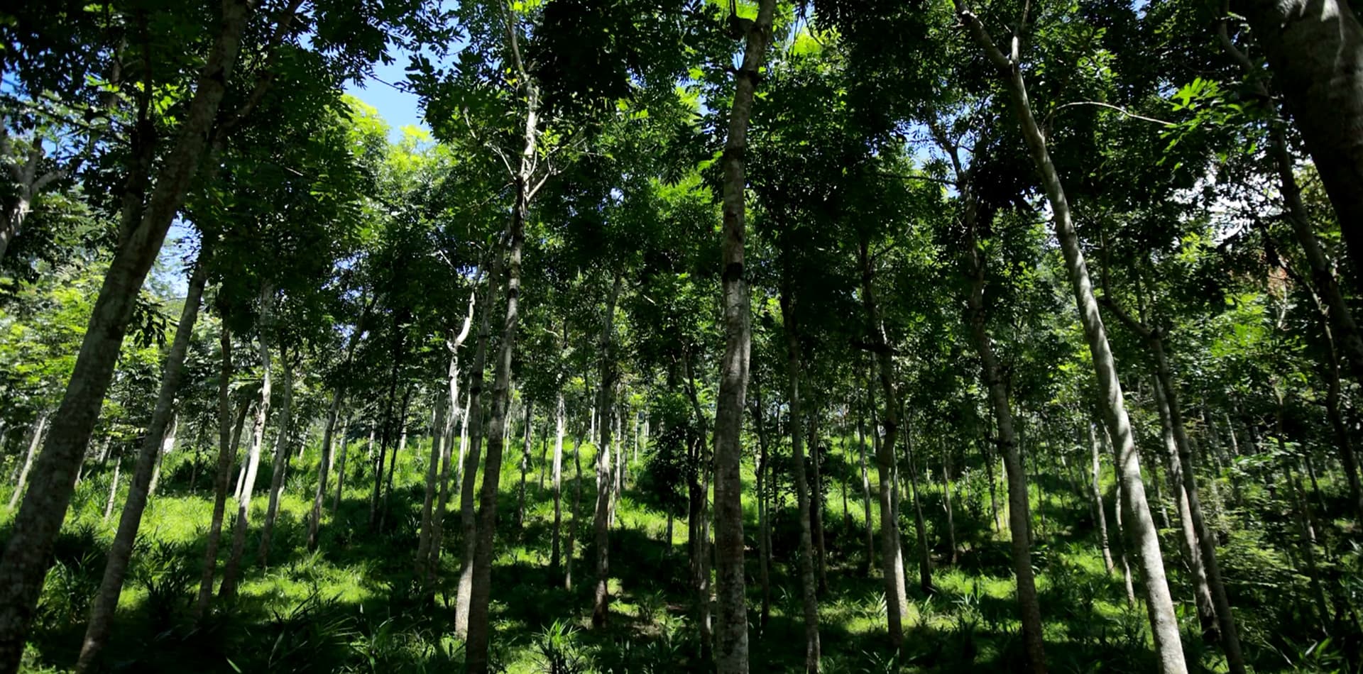 Khaya Gaze Plantation View